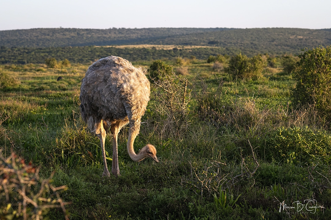 Young ostrich