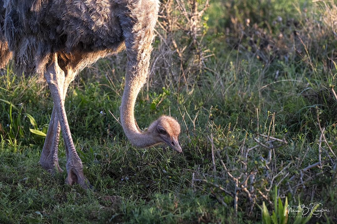 Young ostrich