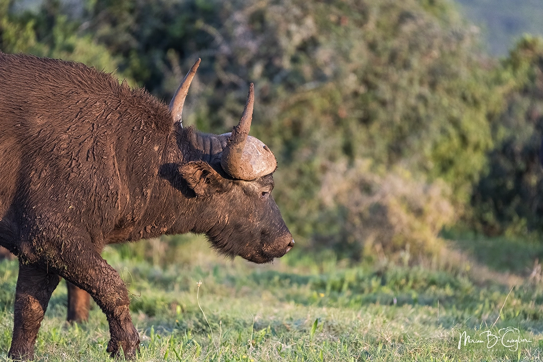 Buffalo