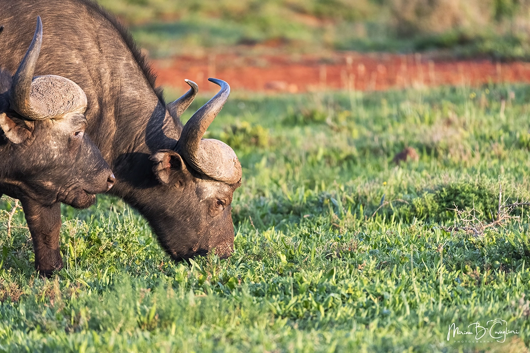 Two buffalos