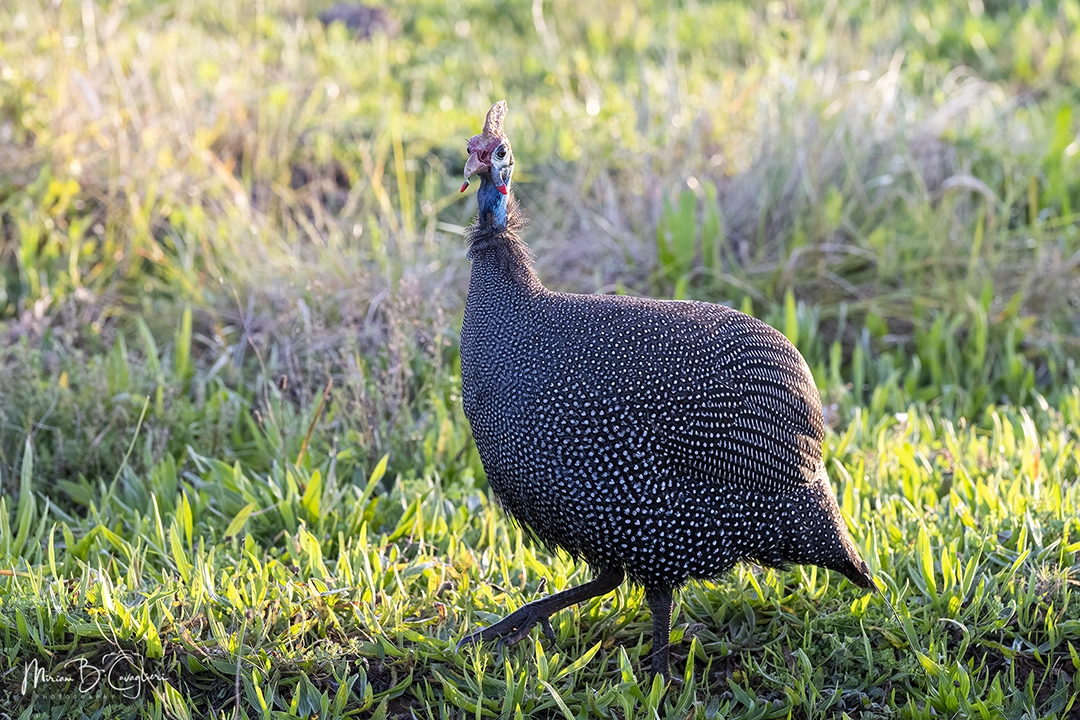 Guinea fowl