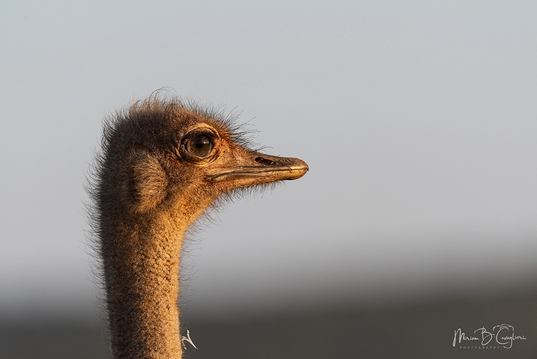 Young ostrich