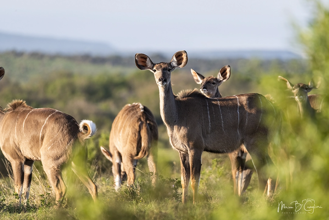 Kudus