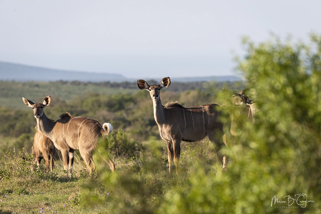 Kudus