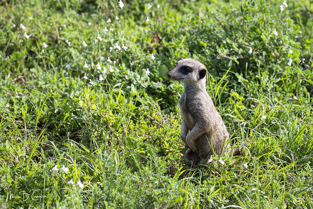 Meerkat / Suricate