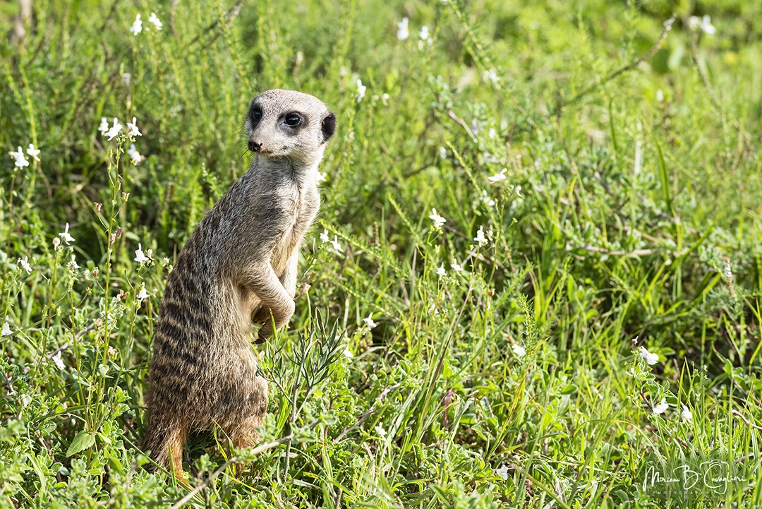 Meerkat / Suricate