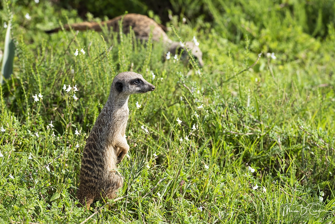 Meerkat / Suricate