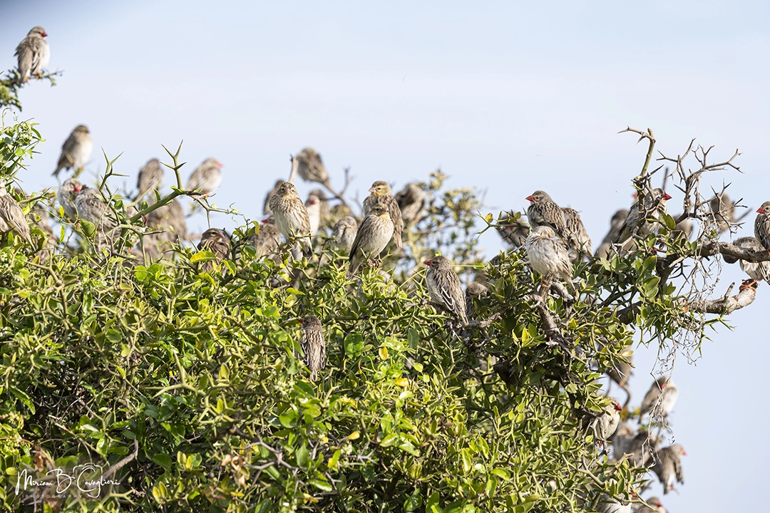 Red-billed Quelea