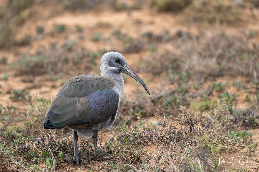 Hadada Ibis