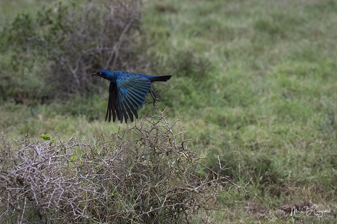 Black-bellied Starling