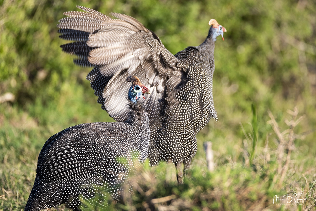 Helmet Guineafowl