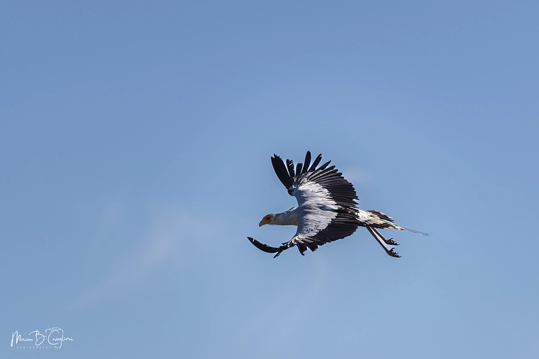 Secretary bird