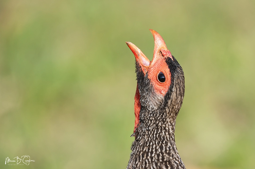 Red-necked Spurfowl