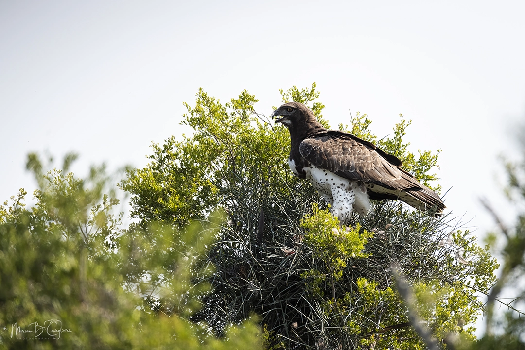 Martial Eagle