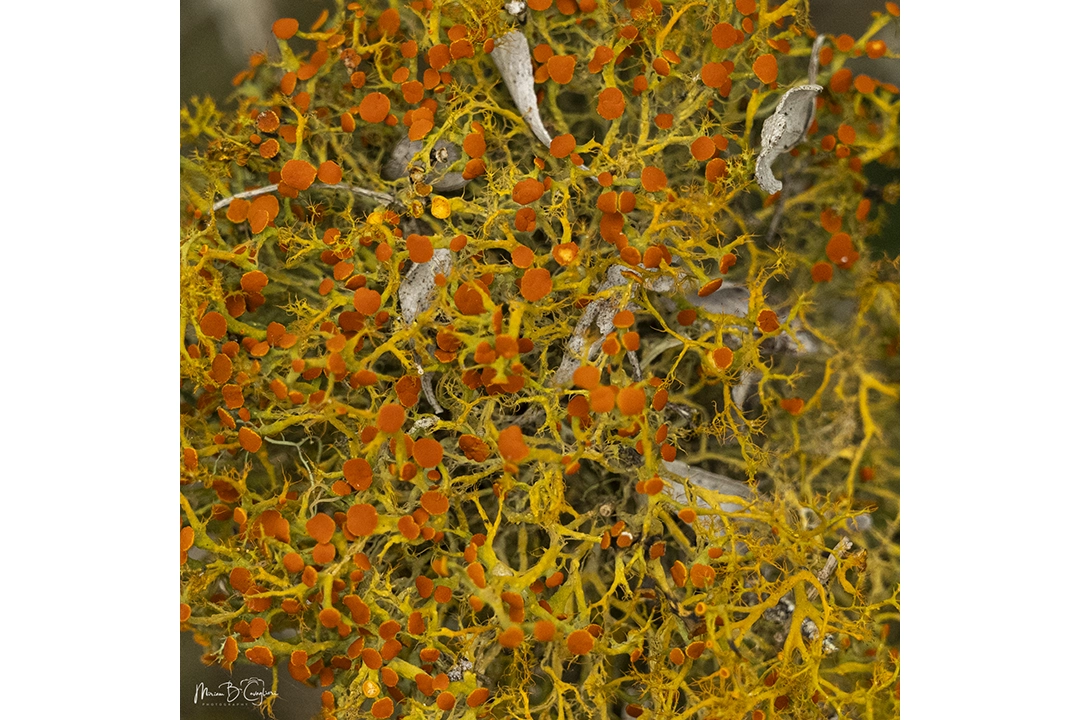 Eco Estate to the Beach