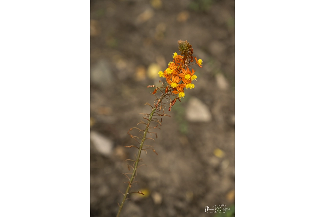 Eco Estate to the Beach