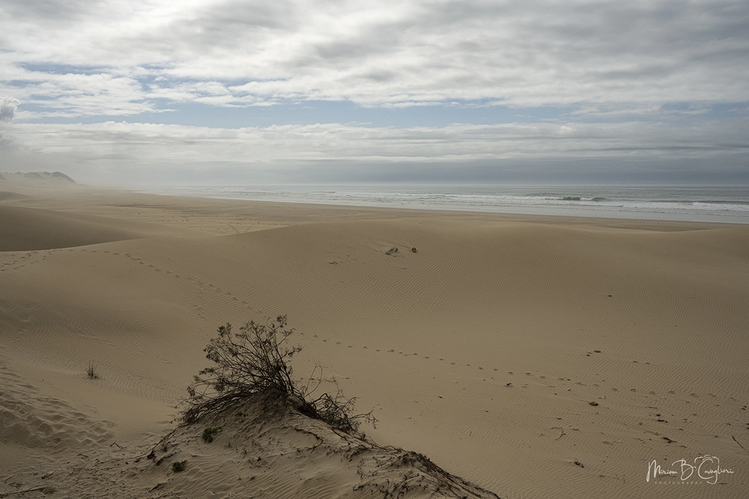 Eco Estate to the Beach