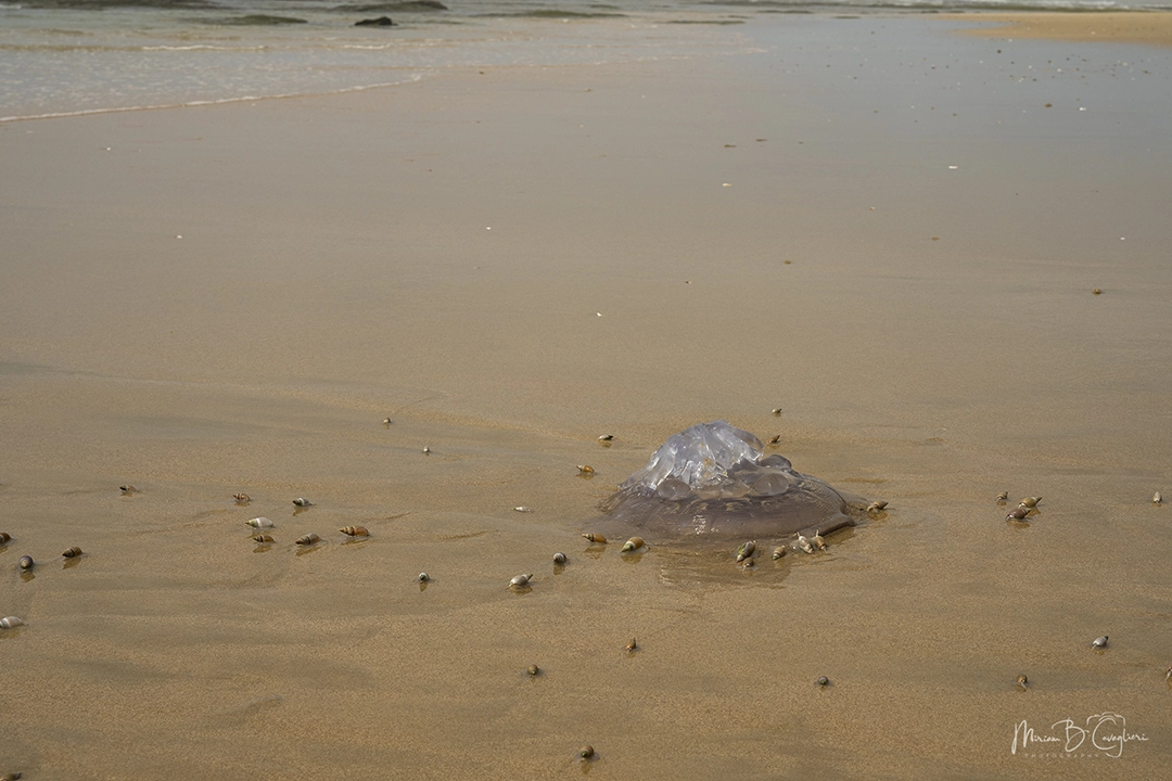 Eco Estate to the Beach