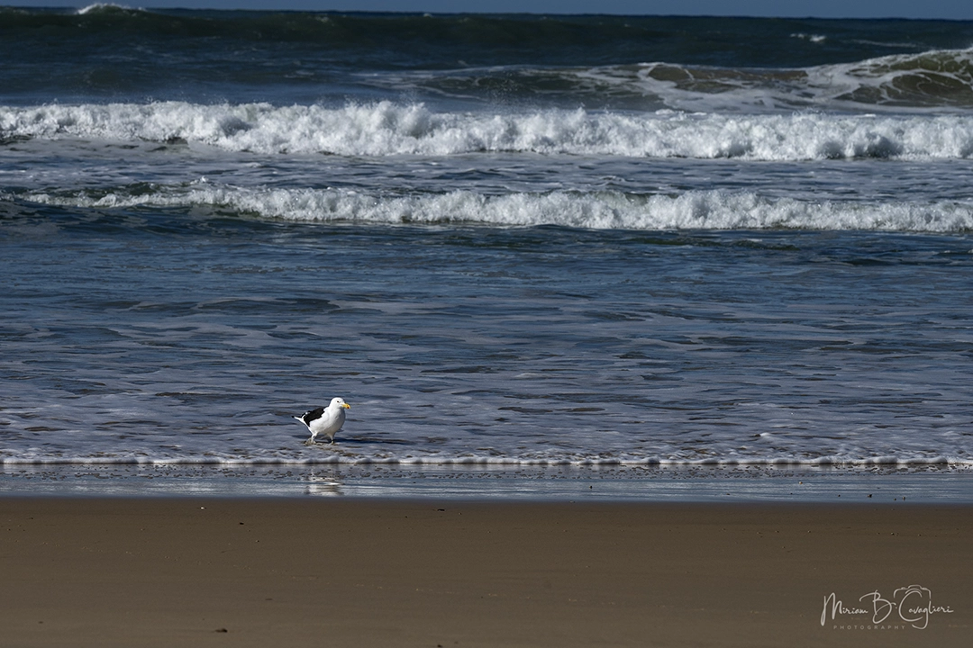 Eco Estate to the Beach