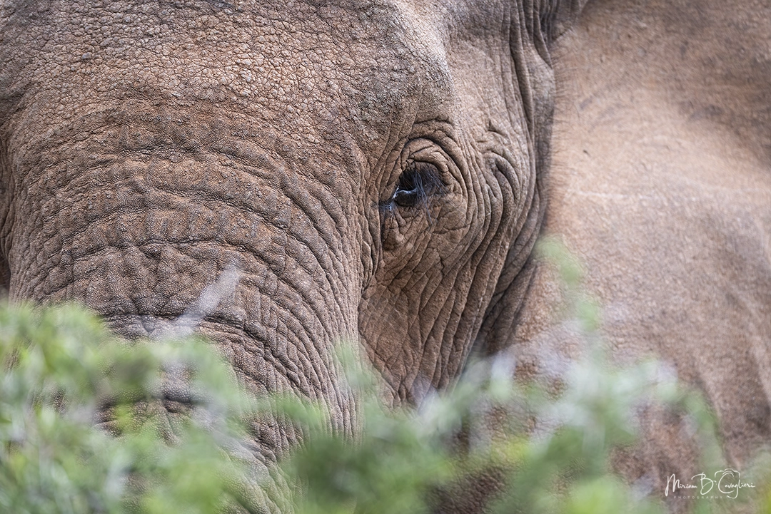 Elephant watching me