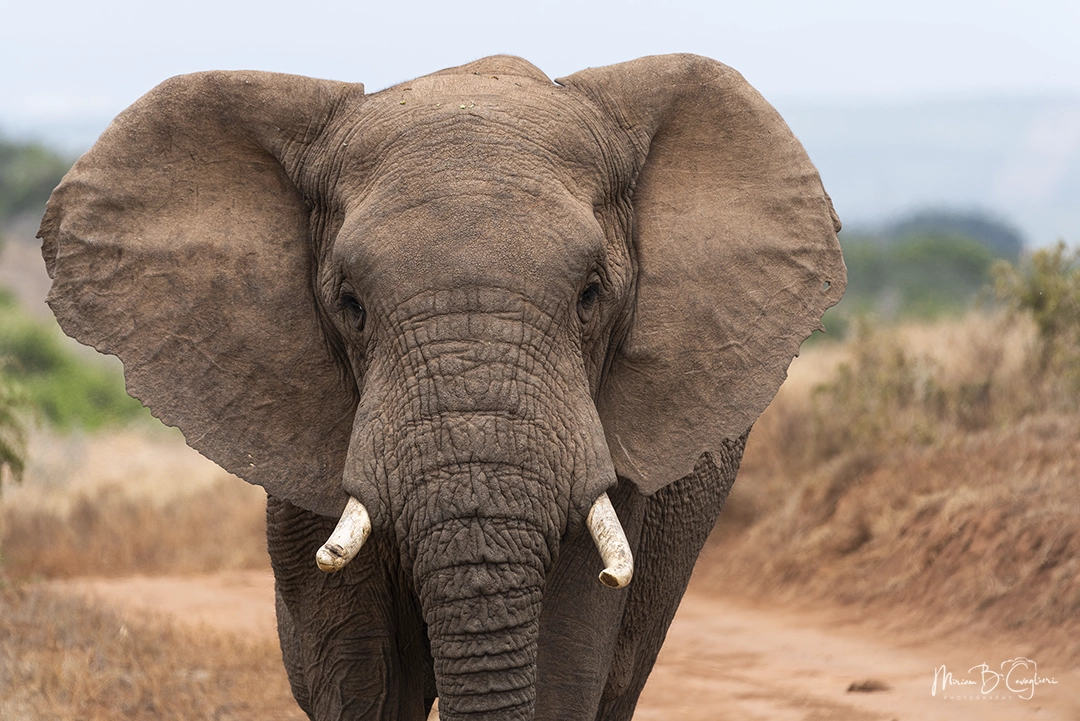 Elephant walking towards me