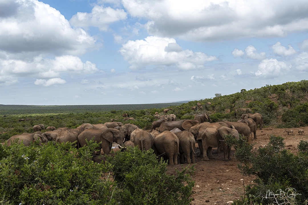 Elephant meeting at the pond