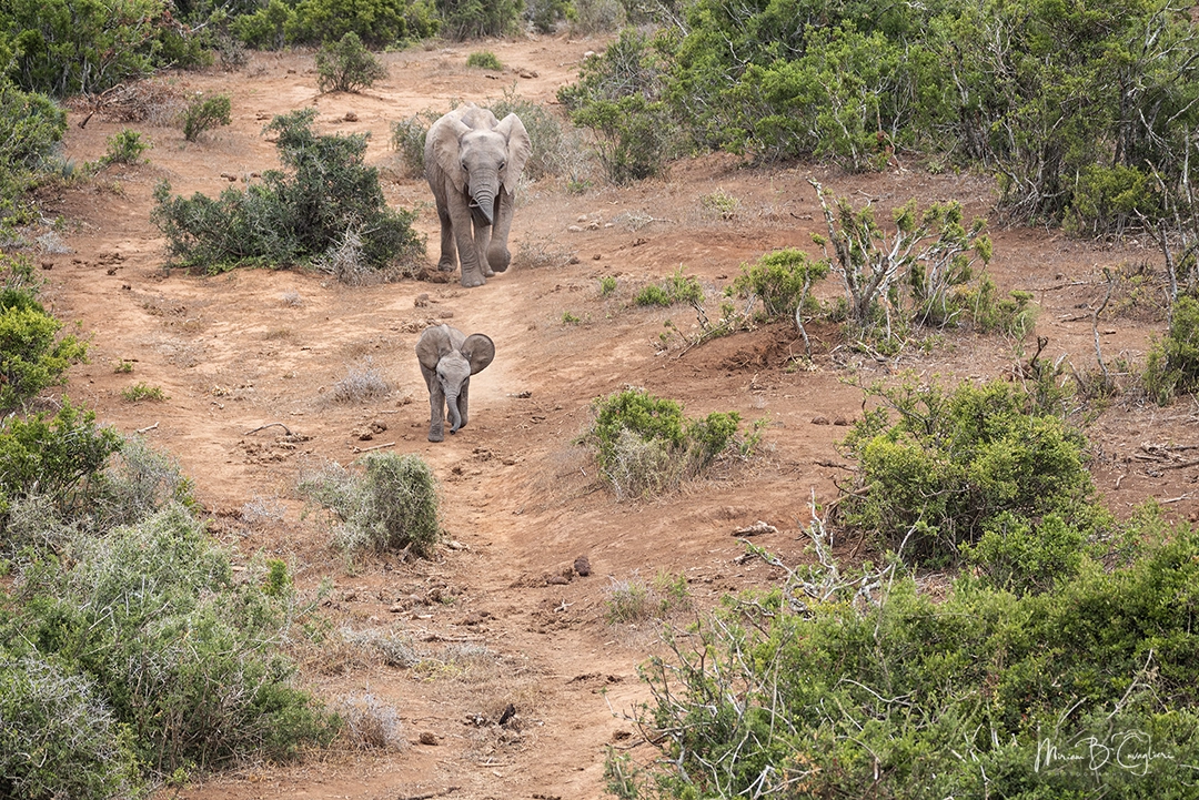 Baby elephant running to the pond