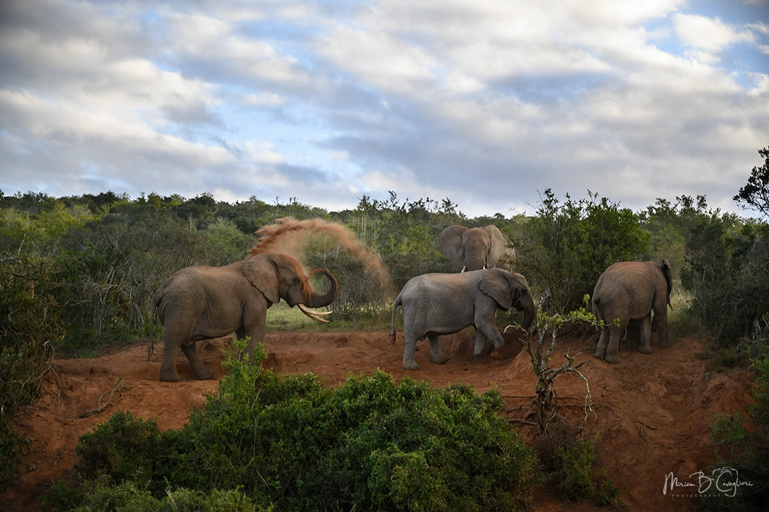 Elephants use sand to cool off and protect themselves from the sun and insects
