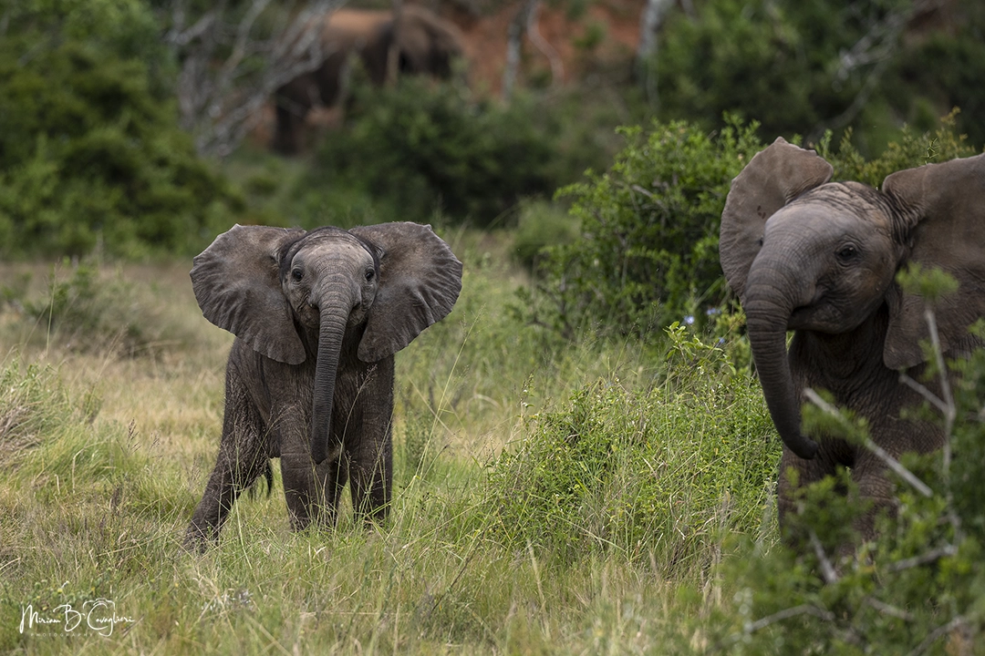 Young elephants having fun