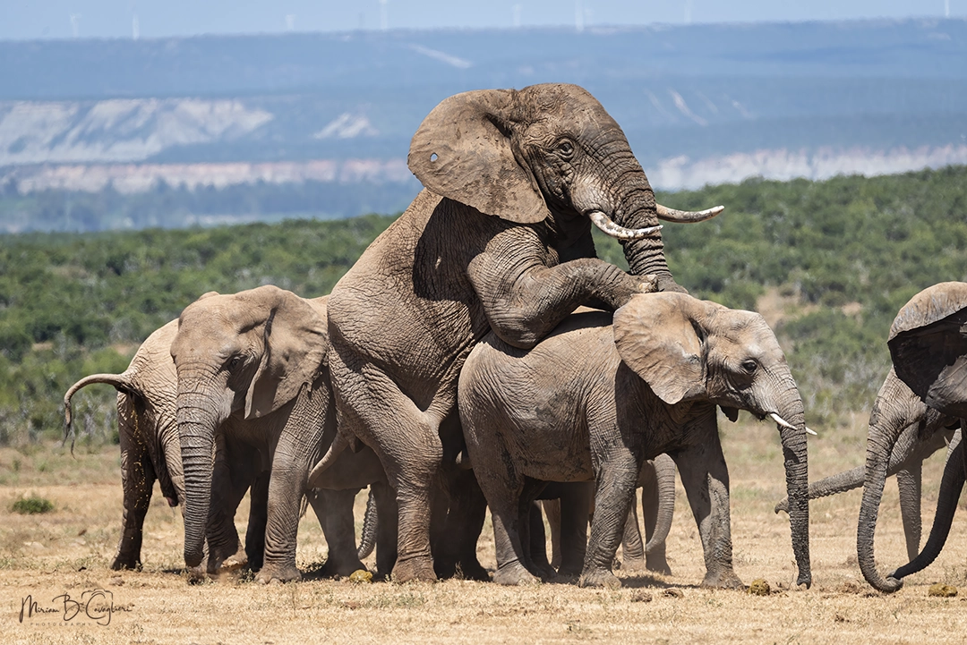 Some things even elephants do