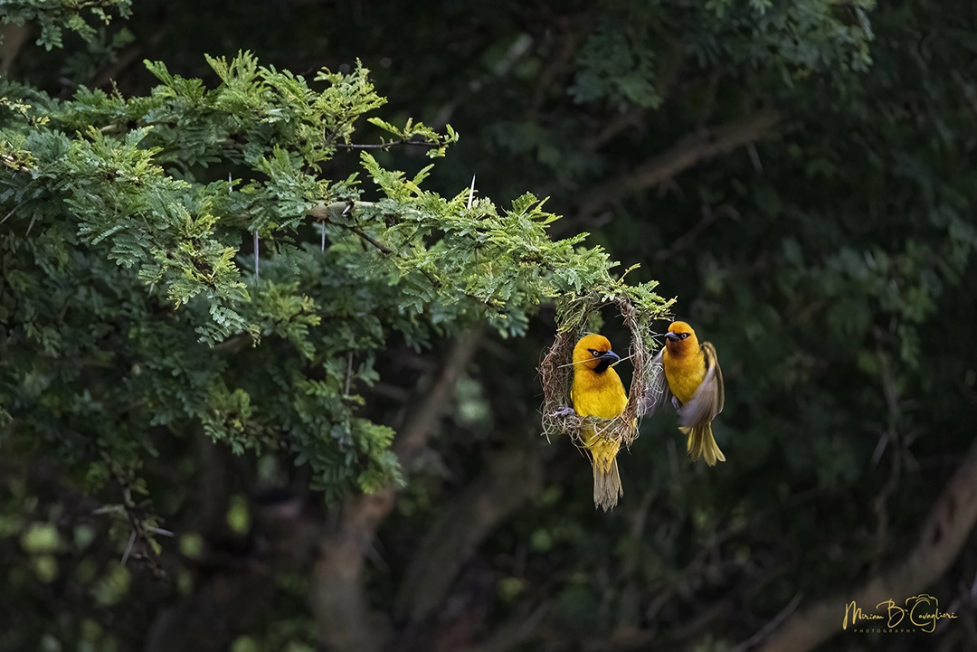 Birds in my garden