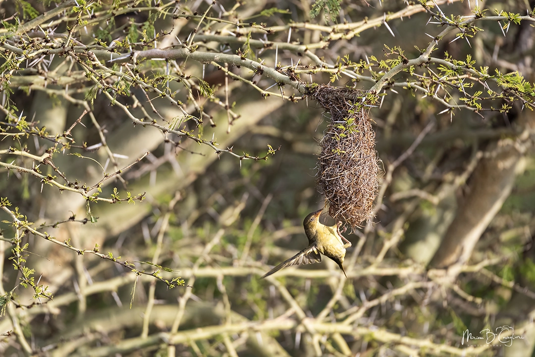 Weaver nesting