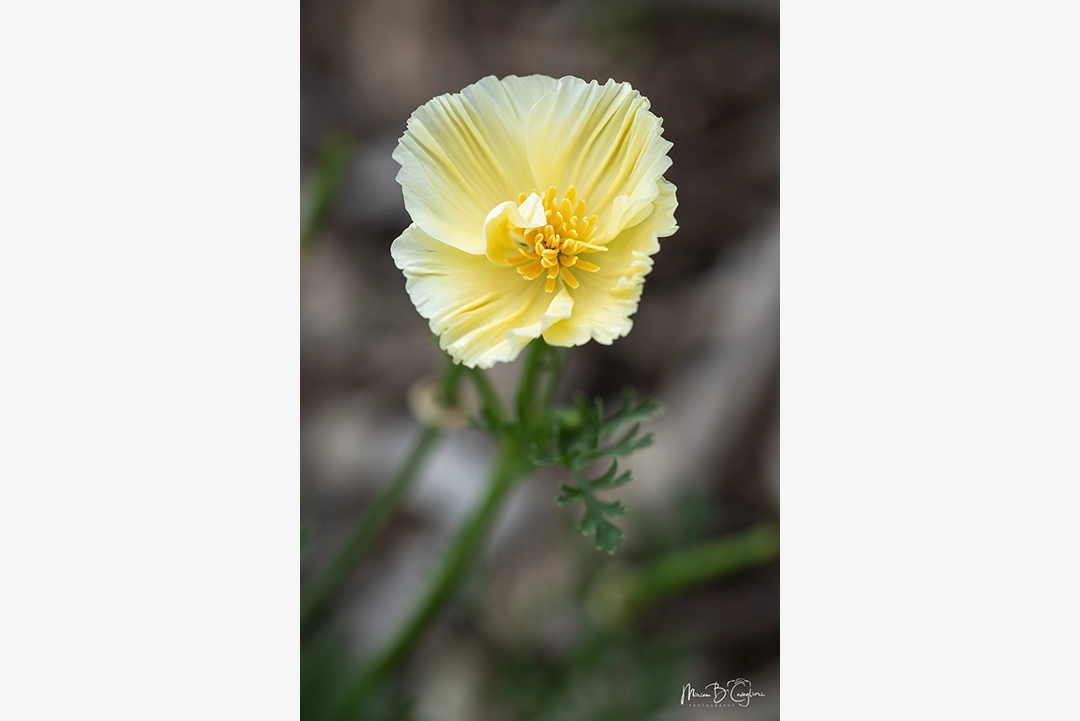 Flower from my garden