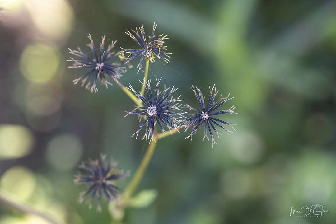 Stars or flowers?
