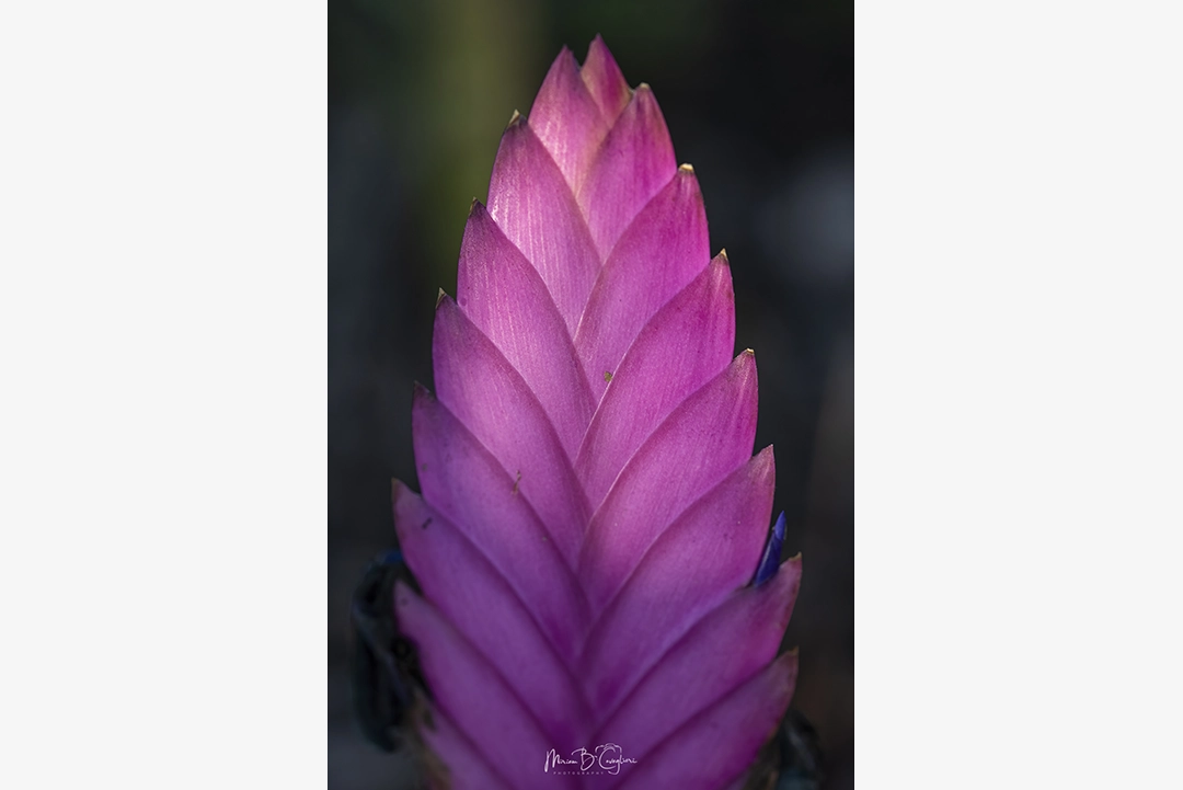 Flower from my garden