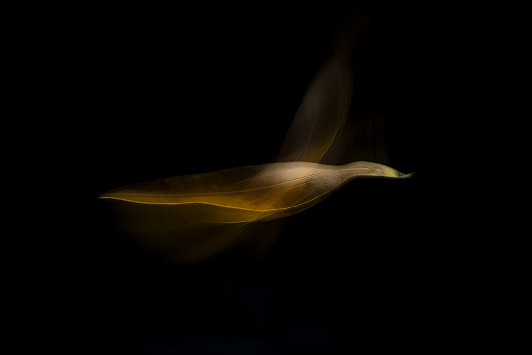 Flying bird