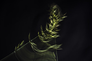 Dancing field grass
