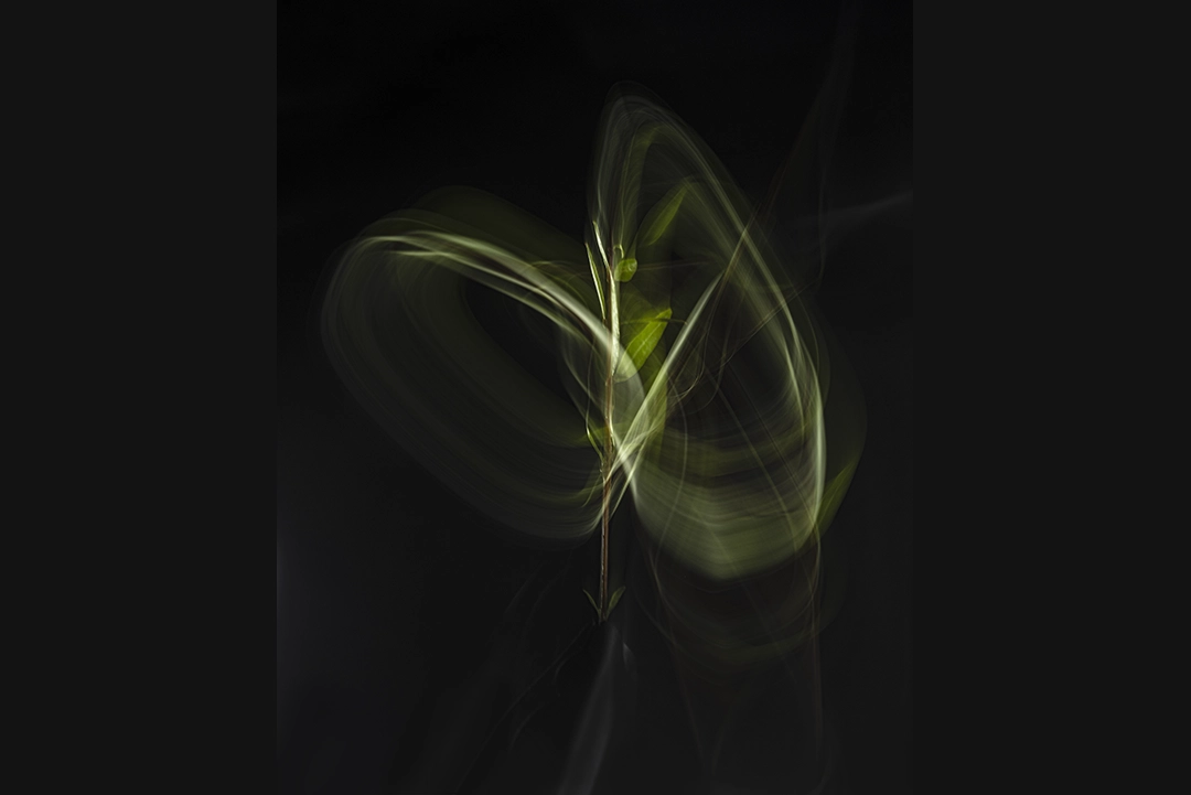Dancing with the wind