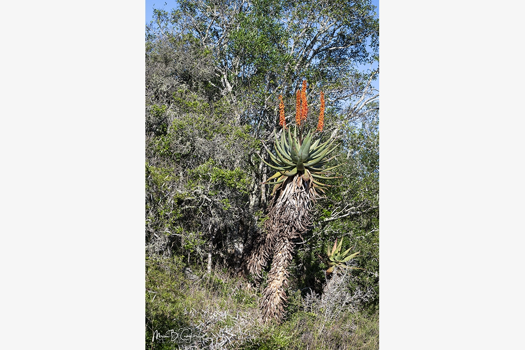 Mainsfield Private Reserve