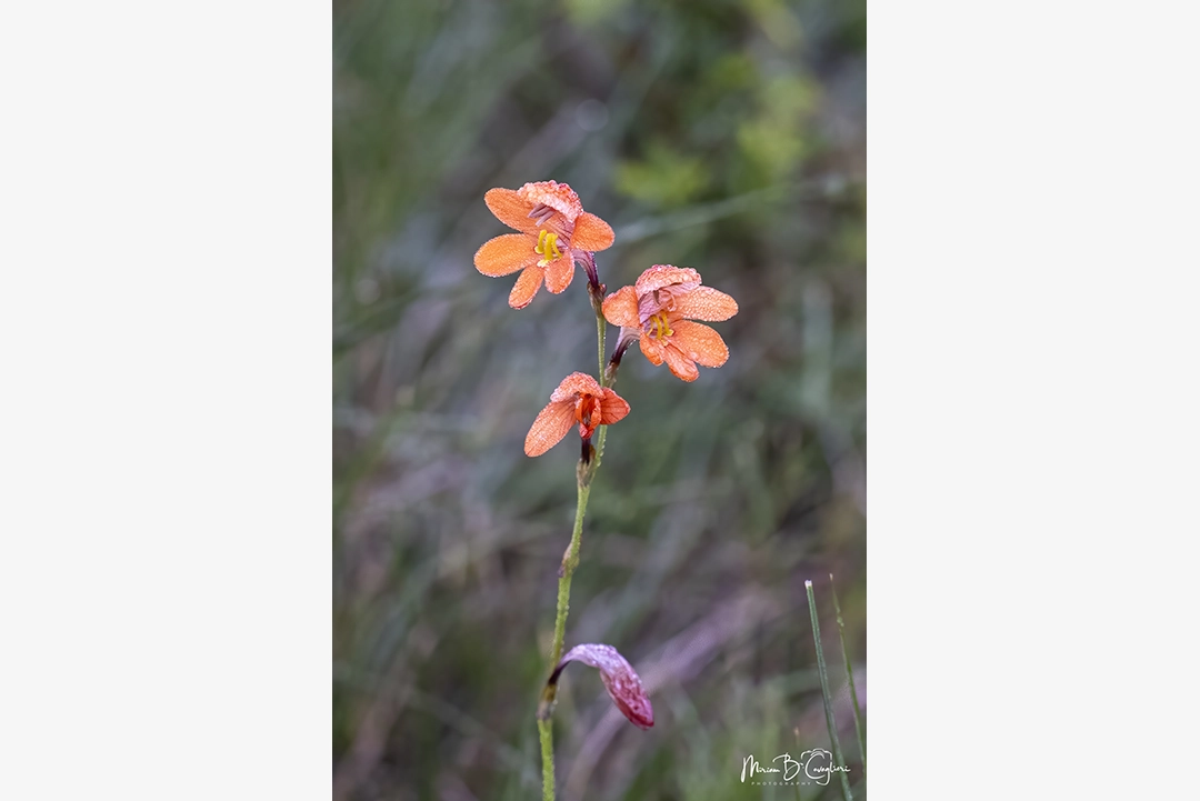 Mainsfield Private Reserve