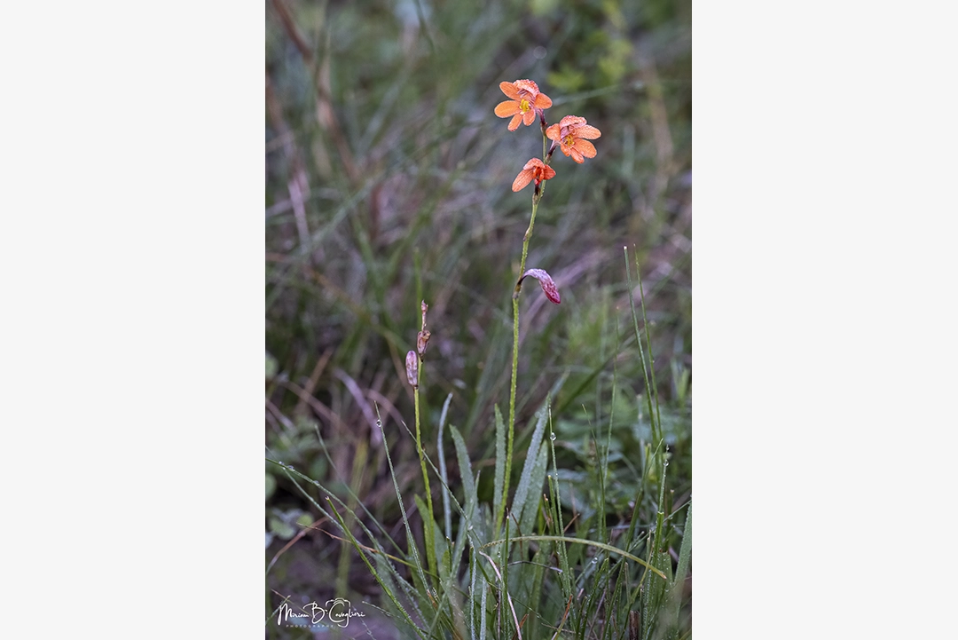 Mainsfield Private Reserve