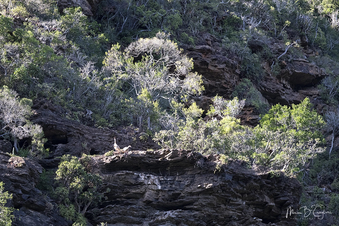 Mainsfield Private Reserve