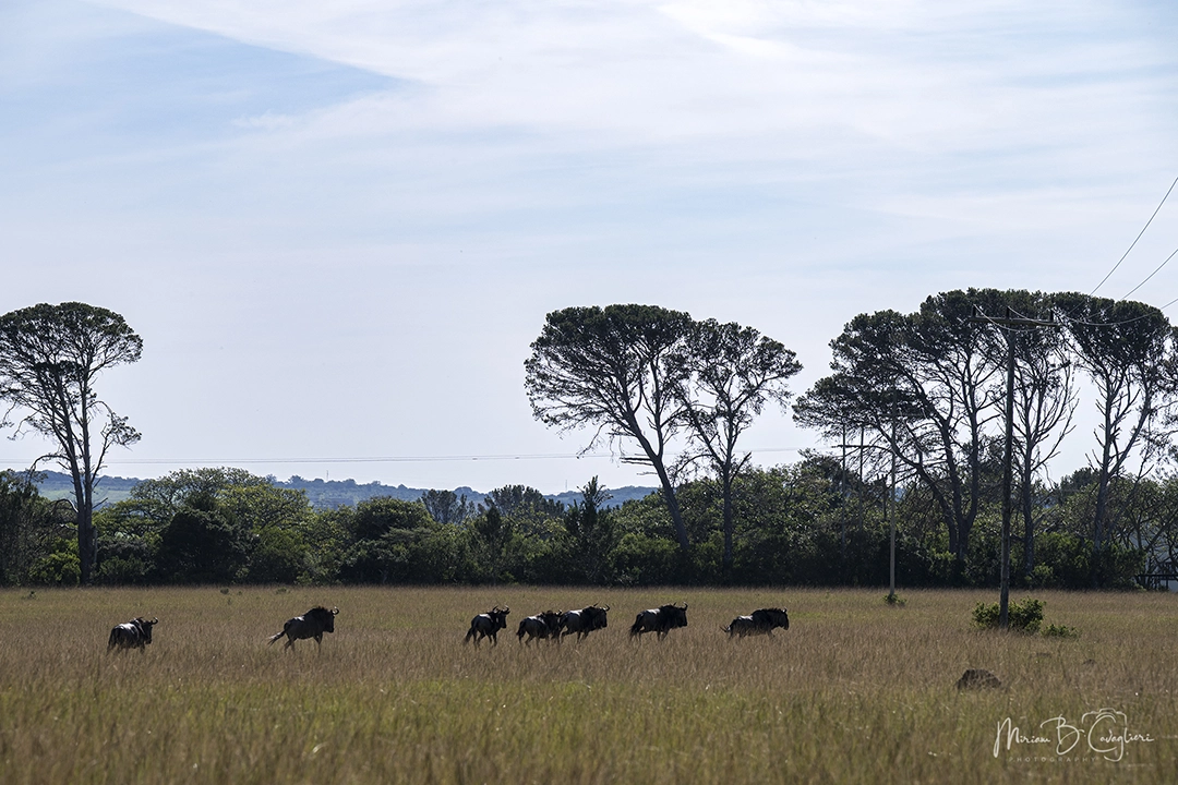 Mainsfield Private Reserve