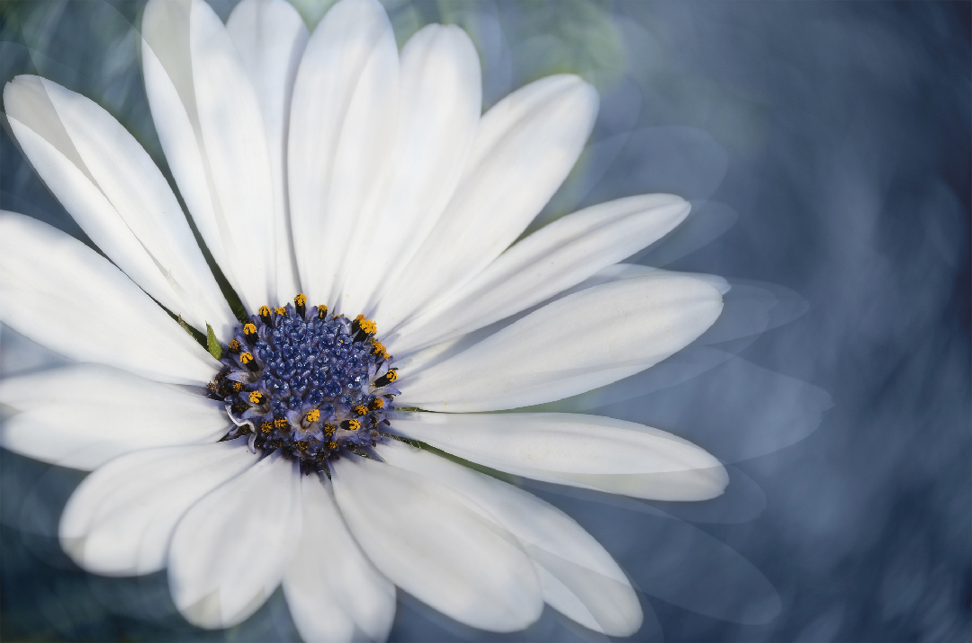 Daisy with blue heart