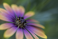  Colorful daisy