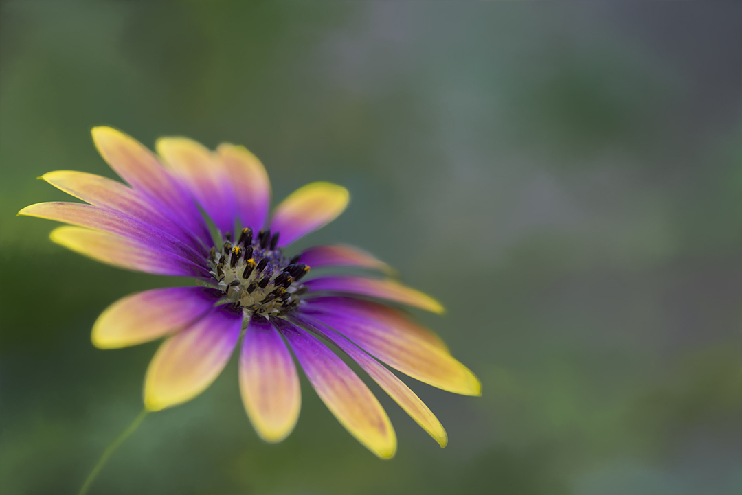  Colorful daisy