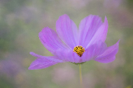 Cosmos flower