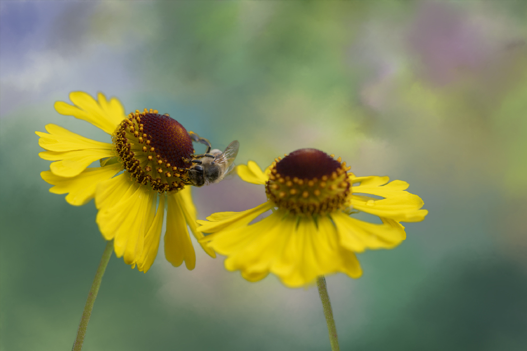 Two Flowers and a bee