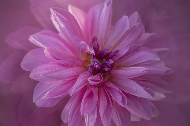 Dalia