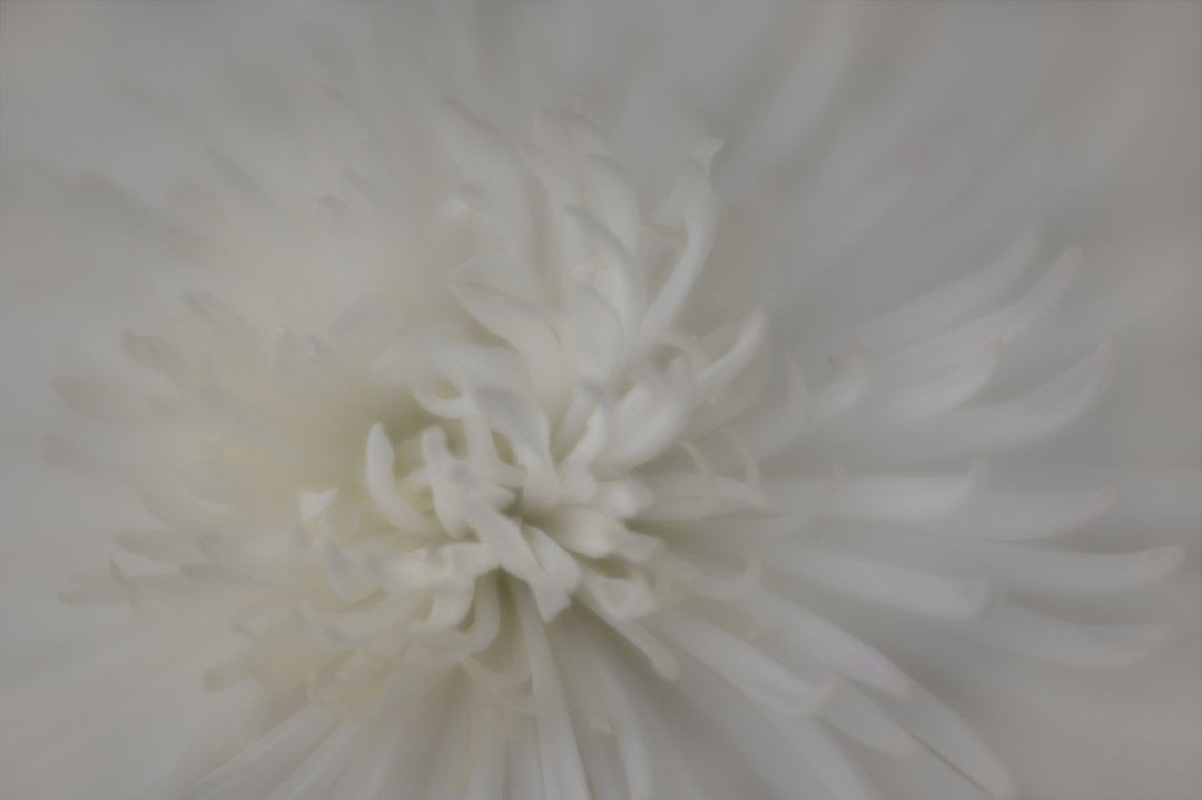 Chrysanthemum